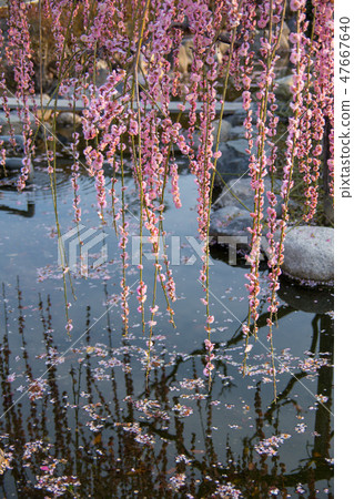 plum blossom before springs plum blossom before springs 47667640