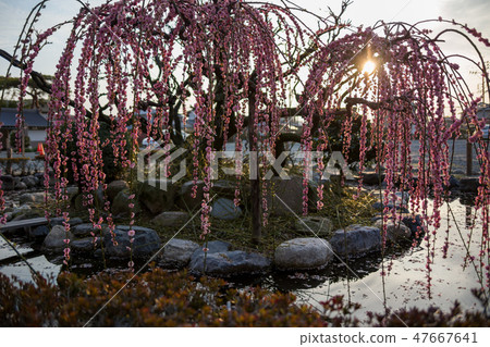 plum blossom before springs plum blossom before springs 47667641
