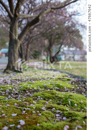 plum blossom before springs plum blossom before springs 47667642