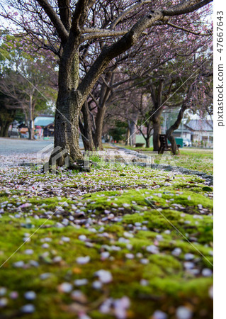 plum blossom before springs plum blossom before springs 47667643