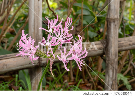 燦爛的Nerine 燦爛的Nerine 47668044