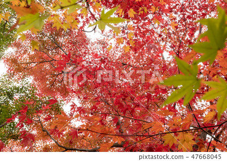 Glowing autumn leaves Glowing autumn leaves 47668045