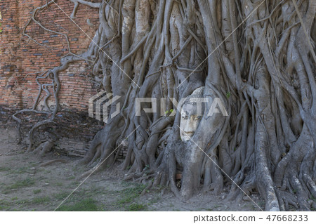 Aged buddha's head in the big tree root 47668233
