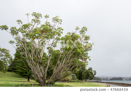 Sydney's big tree Sydney's big tree 47668439