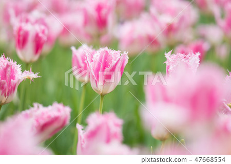 Tulip Tulip 47668554