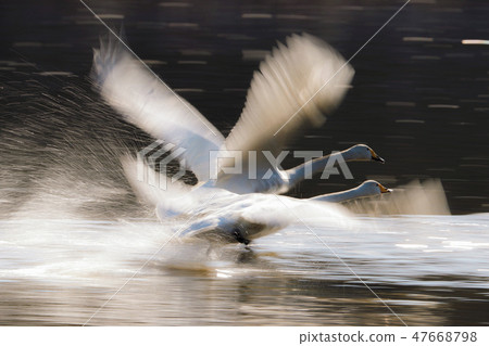 天鵝飛出去 天鵝飛出去 47668798