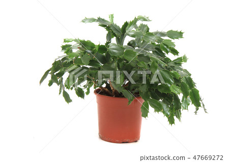 christmas cactus plant isolated 47669272