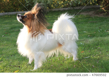 small papillon puppy 47669502