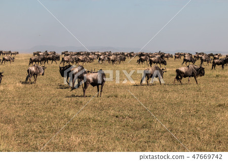 Tanzania Serengeti National Park Nu's big move 47669742
