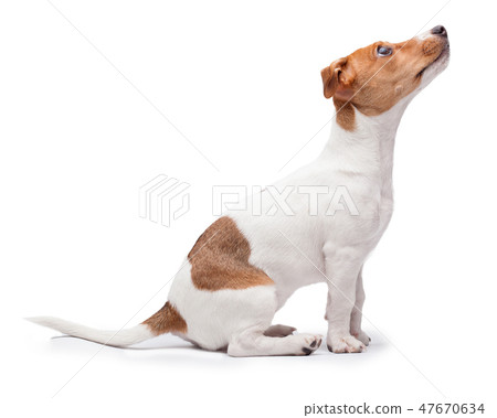 small dog Jack Russell terrier isolated on the white background 47670634