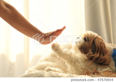 High-touch Shih Tzu High-touch Shih Tzu 47670654