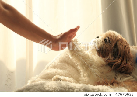High-touch Shih Tzu High-touch Shih Tzu 47670655