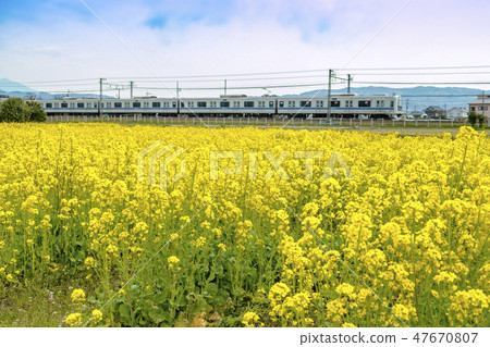 [強姦田小田急線3000型] 47670807