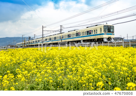 [Rape field Odakyu Line 8000 type] 47670808