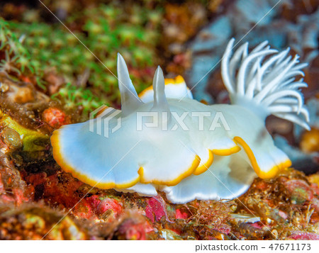 Meringue sea bream Meringue sea bream 47671173