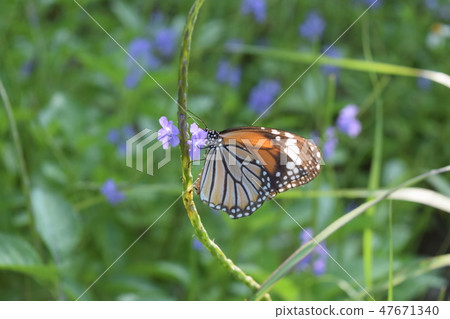 Suejigoro Kabamadara 47671340