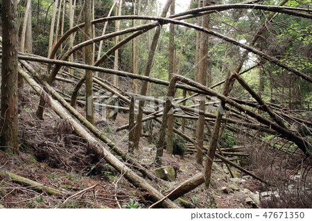 Hikoshiyama的雪松森林 Hikoshiyama的雪松森林 47671350