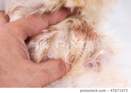 Vet examining dog skin with yeast fungal infection Vet examining dog skin with yeast fungal infection 47671475