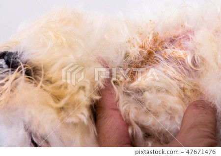 Vet examining dog skin with yeast fungal infection Vet examining dog skin with yeast fungal infection 47671476