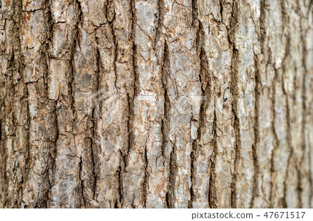 Camphor tree Camphor tree 47671517