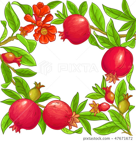 pomegranate vector frame 47671672