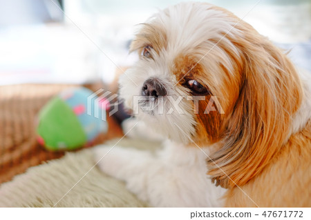 Shih tzu Shih tzu 47671772