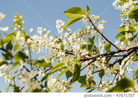 Spring cherry in full bloom blue sky - image 47671787