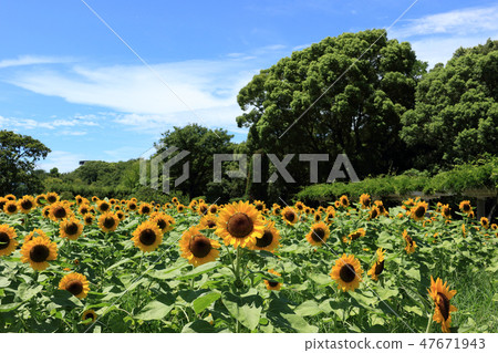 Sunflower field (Osaka-Nagai Botanical Garden) Sunflower field (Osaka-Nagai Botanical Garden) 47671943