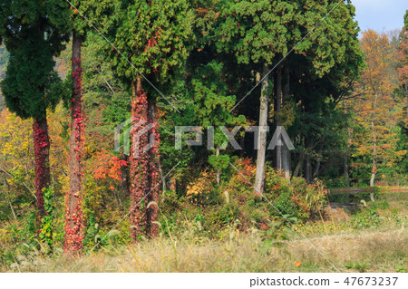 Ivy ___ colored leaves Ivy ___ colored leaves 47673237