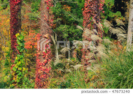 Ivy ___ colored leaves 47673240