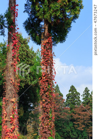Ivy ___ colored leaves Ivy ___ colored leaves 47673247