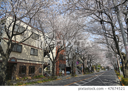Cherry tree of Mitaka-dori, Mitaka-shi 47674521