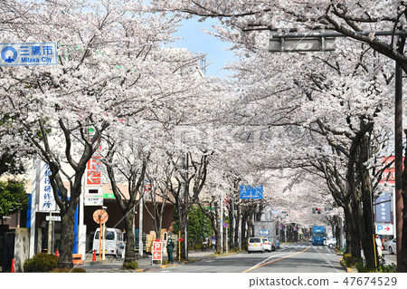 三鷹市三鷹大道的櫻花樹 47674529