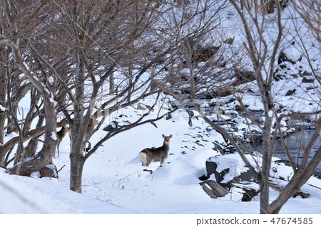 [Hokkaido] Shiretoko deer 47674585