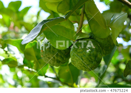 Bergamot on bergamot tree Bergamot on bergamot tree 47675224