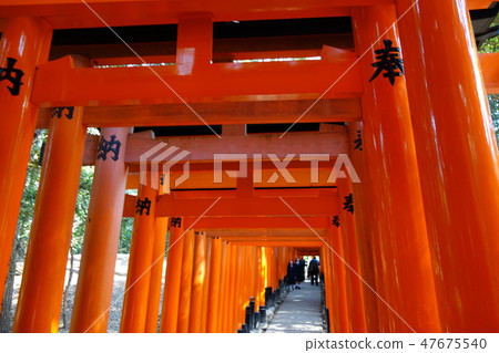 伏見Inari 1的Senbon Torii 47675540