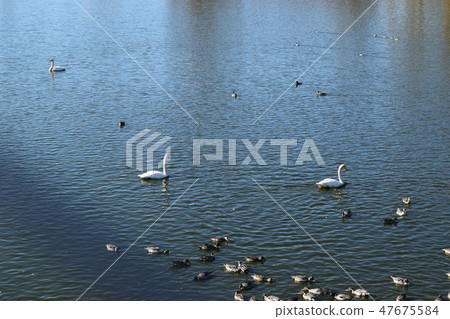 Swans and ducks in the irrigation pond 47675584