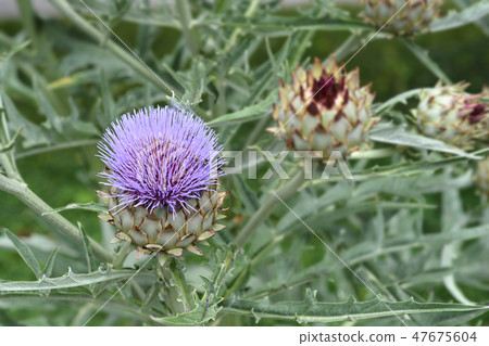 Artichoke thistle Artichoke thistle 47675604