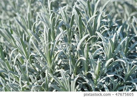 Common lavender Common lavender 47675605