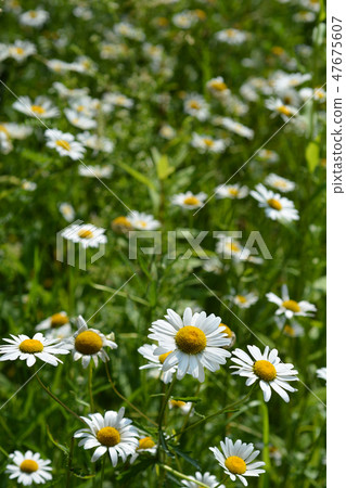 White daisy flowers 47675607