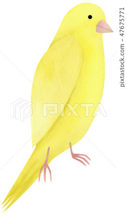手拉的動物鳥檸檬金絲雀 47675771