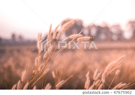 Selective focus gold beard grass with silhouette 47675902
