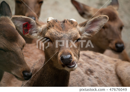 Changed face of a deer Changed face of a deer 47676049