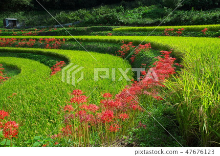 Higishishi鮮花和水稻梯田 47676123