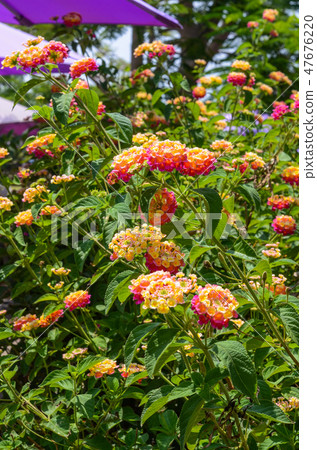 Tanura Tan先生,五彩梅,七彩李子,Goryuan Lan,瑞年草,五朵花,臭味神,五味楓,五葉,五綠,淡黃 Tanura Tan先生,五彩梅,七彩李子,Goryuan Lan,瑞年草,五朵花,臭味神,五味楓,五葉,五綠,淡黃 47676220