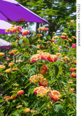 Mr. Sakura Tan, Saying Five Colored Plums, Seven Colored Plums, Goryuan Lan, Ruinian Grass, Five Flowers, Odorous Gods, Odorous Feng, Five Leaves, Five Greens, Yellowish Grain Mr. Sakura Tan, Saying Five Colored Plums, Seven Colored Plums, Goryuan Lan, Ruinian Grass, Five Flowers, Odorous Gods, Odorous Feng, Five Leaves, Five Greens, Yellowish Grain 47676222