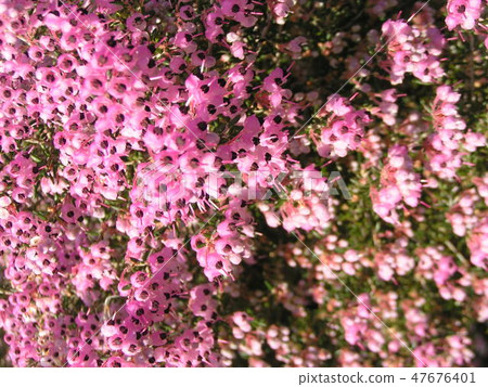 Cute little peach flower Erica Cute little peach flower Erica 47676401