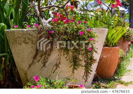 purslane 47676635