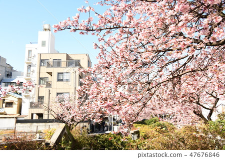 Cherry Blossoms Cherry Blossoms 47676846