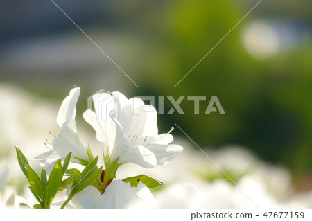 Azalea at the Township Park of the Four Seasons Azalea at the Township Park of the Four Seasons 47677159